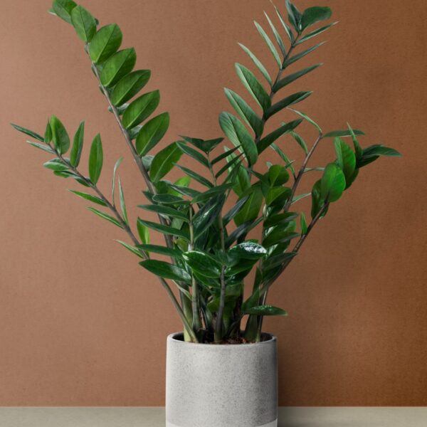 ZZ Plant